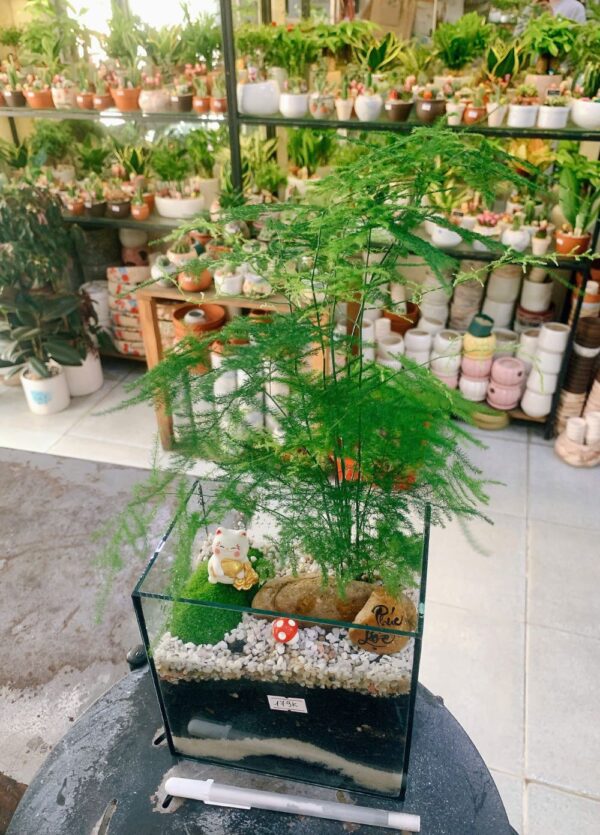 Cây Thủy Tùng - Hình ảnh 4