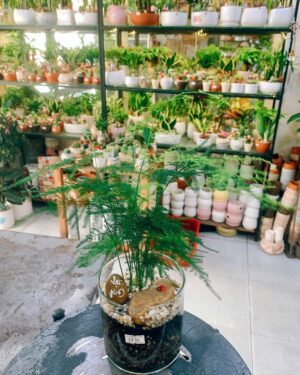Cây Thủy Tùng