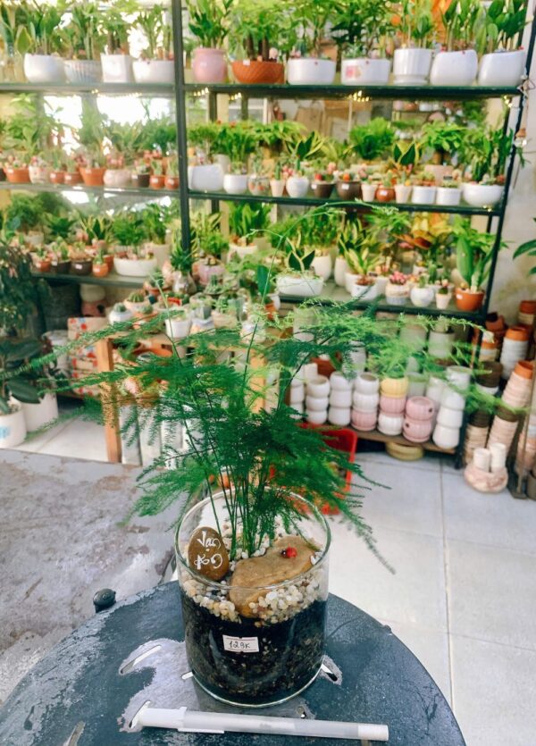 Cây Thủy Tùng - Hình ảnh 3
