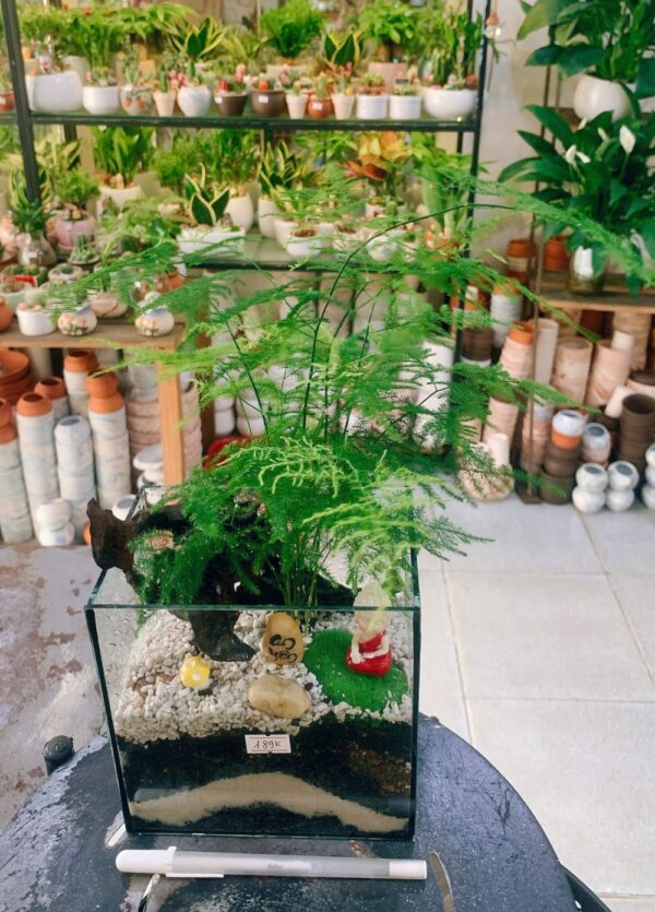Cây Thủy Tùng