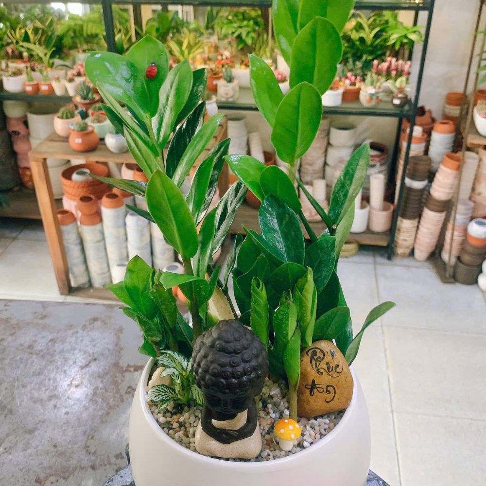 Cây mini để bàn xinh xắn – Tô điểm bàn làm việc thêm tươi vui