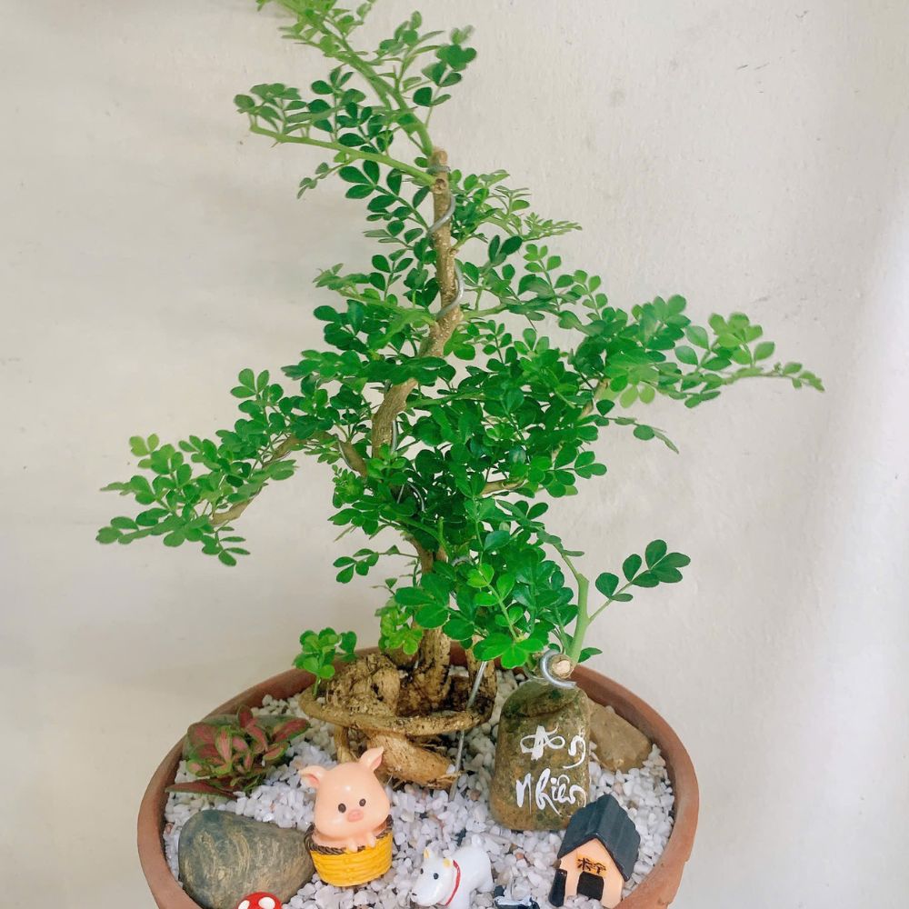 Cây mini để bàn xinh xắn – Tô điểm bàn làm việc thêm tươi vui