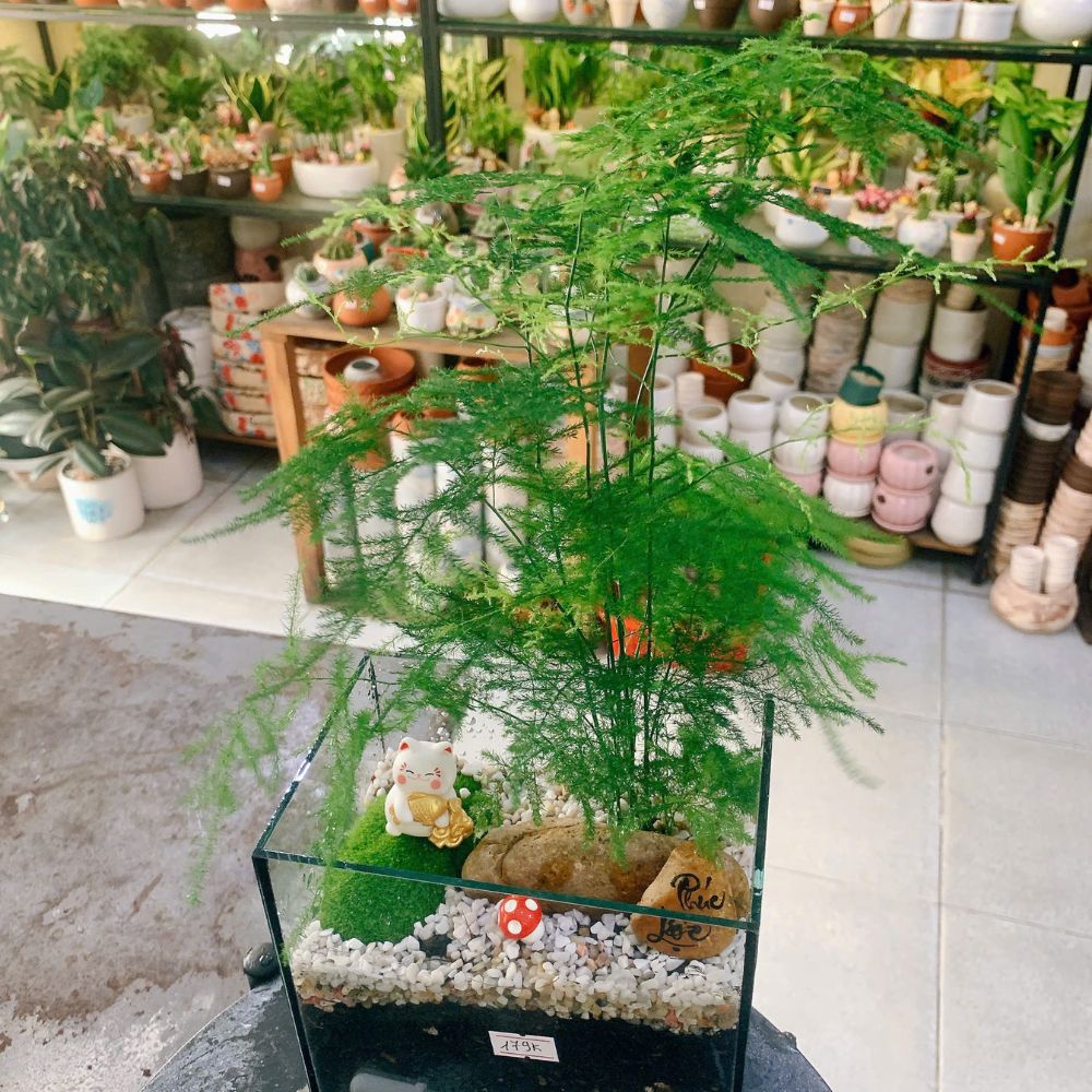 Cây mini để bàn xinh xắn – Tô điểm bàn làm việc thêm tươi vui