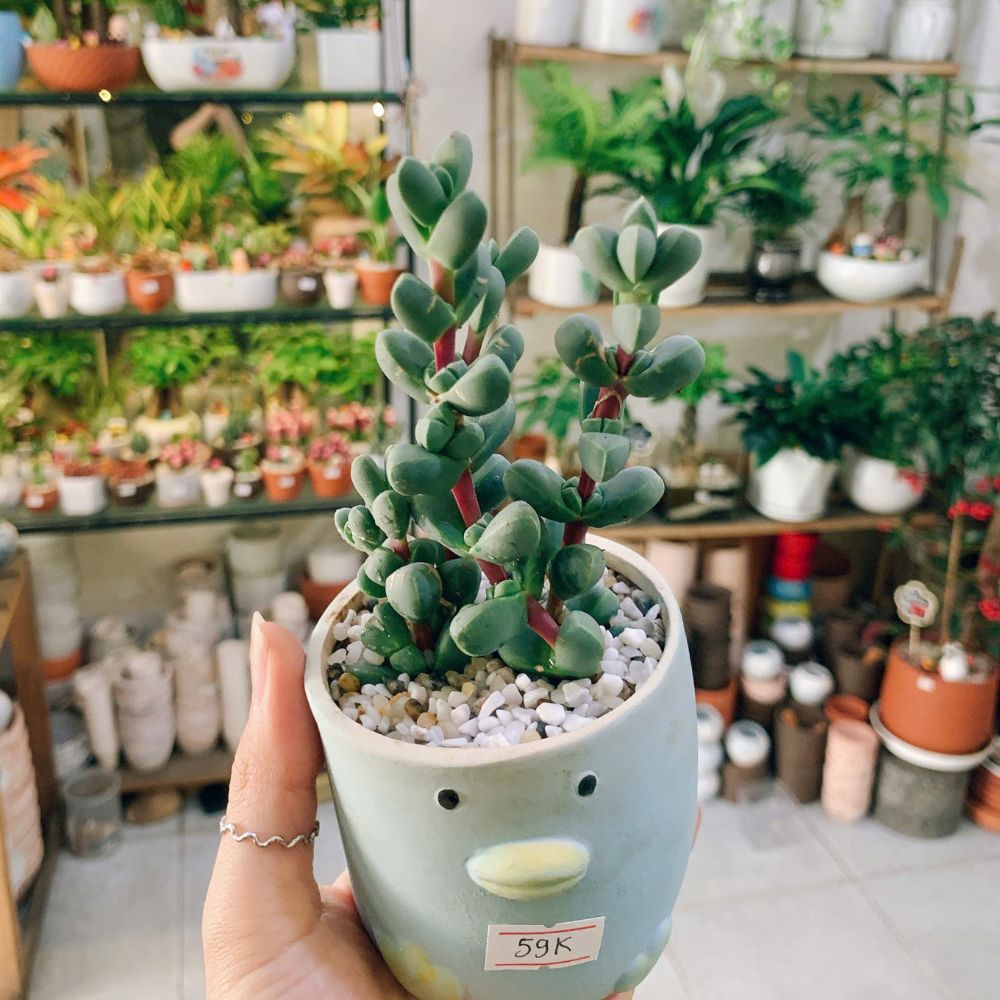 Cây xanh để bàn giá tốt - Có chậu xinh, phụ kiện đầy đủ