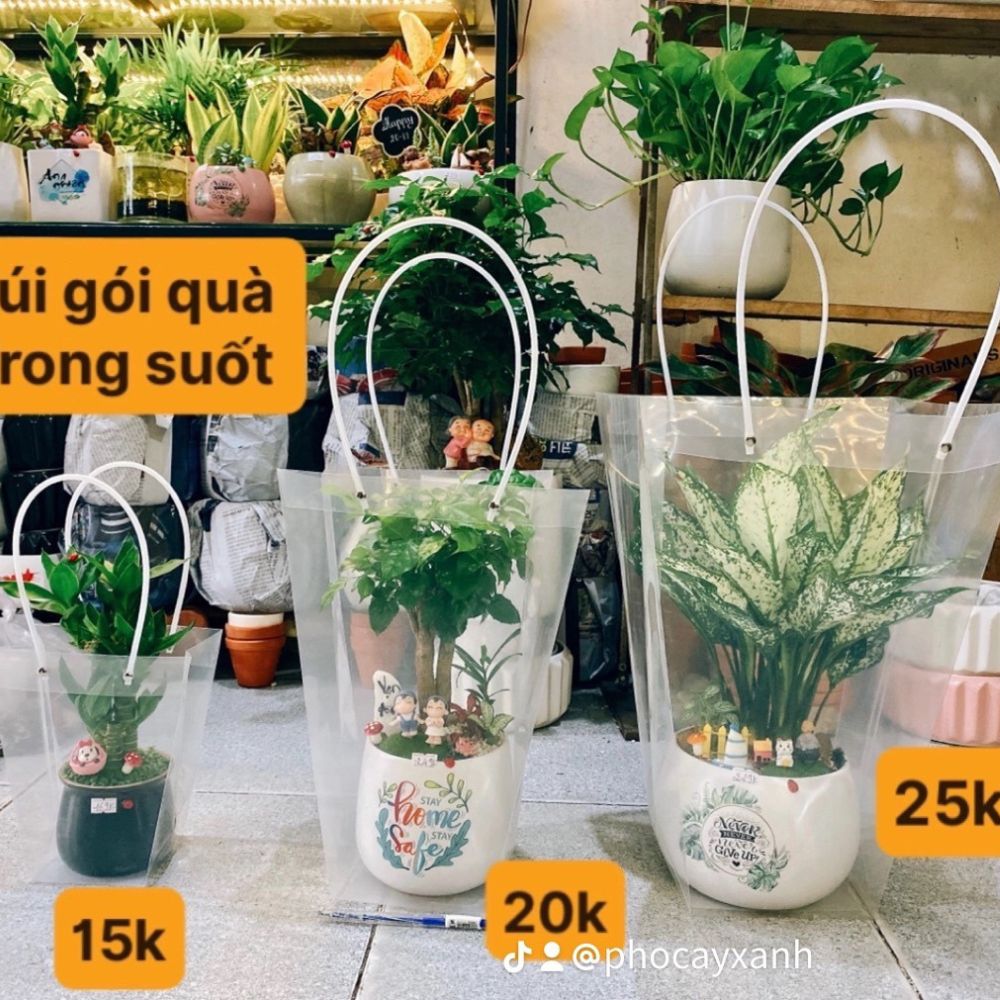 Cây xanh để bàn – Quà tặng doanh nghiệp tinh tế, hợp phong thủy
