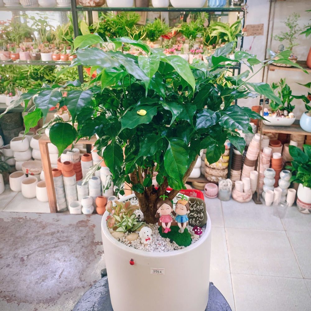 Cây xanh để bàn – Quà tặng doanh nghiệp tinh tế, hợp phong thủy