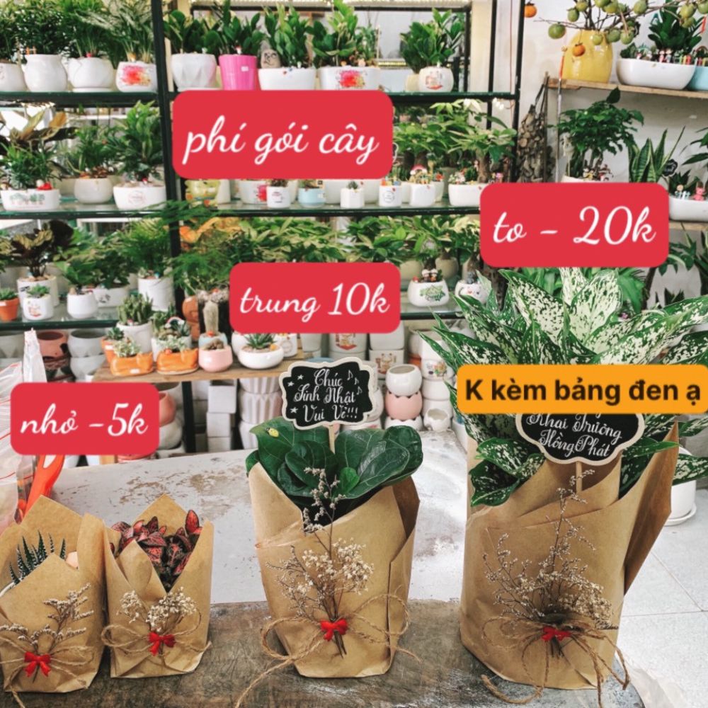 Cây xanh để bàn – Quà tặng doanh nghiệp tinh tế, hợp phong thủy