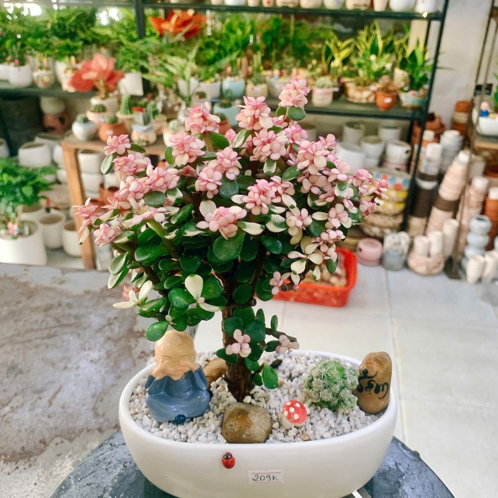 Shop bán cây xanh uy tín, giá tốt nhất tại TP.HCM – Phố Cây Xanh