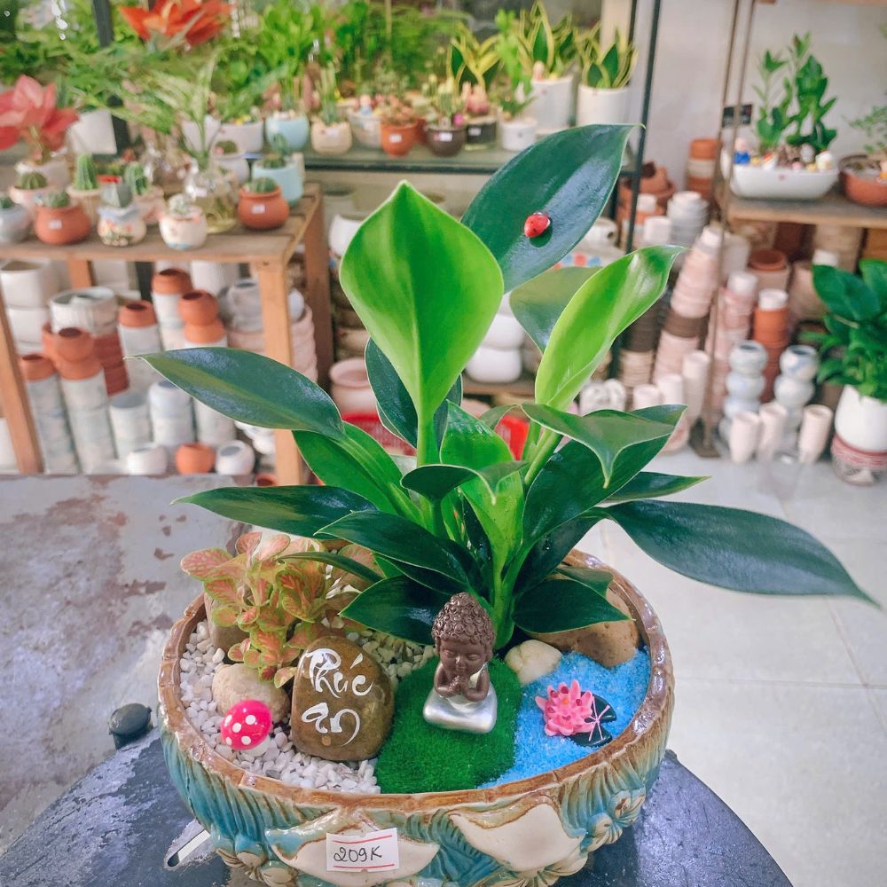 Shop bán cây xanh uy tín, giá tốt nhất tại TP.HCM – Phố Cây Xanh