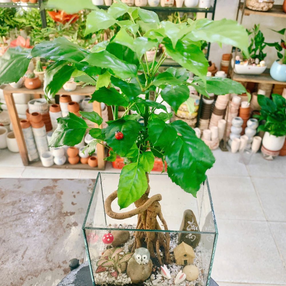 Cây xanh để bàn – Quà tặng doanh nghiệp tinh tế, hợp phong thủy
