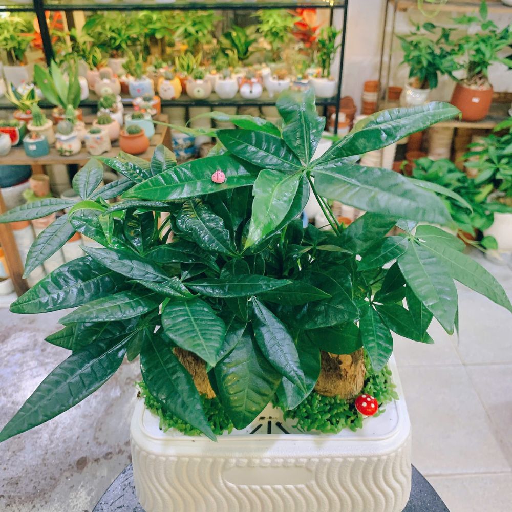 Điểm Bán Cây Uy Tín, Cây Đẹp Ở Bình Thạnh