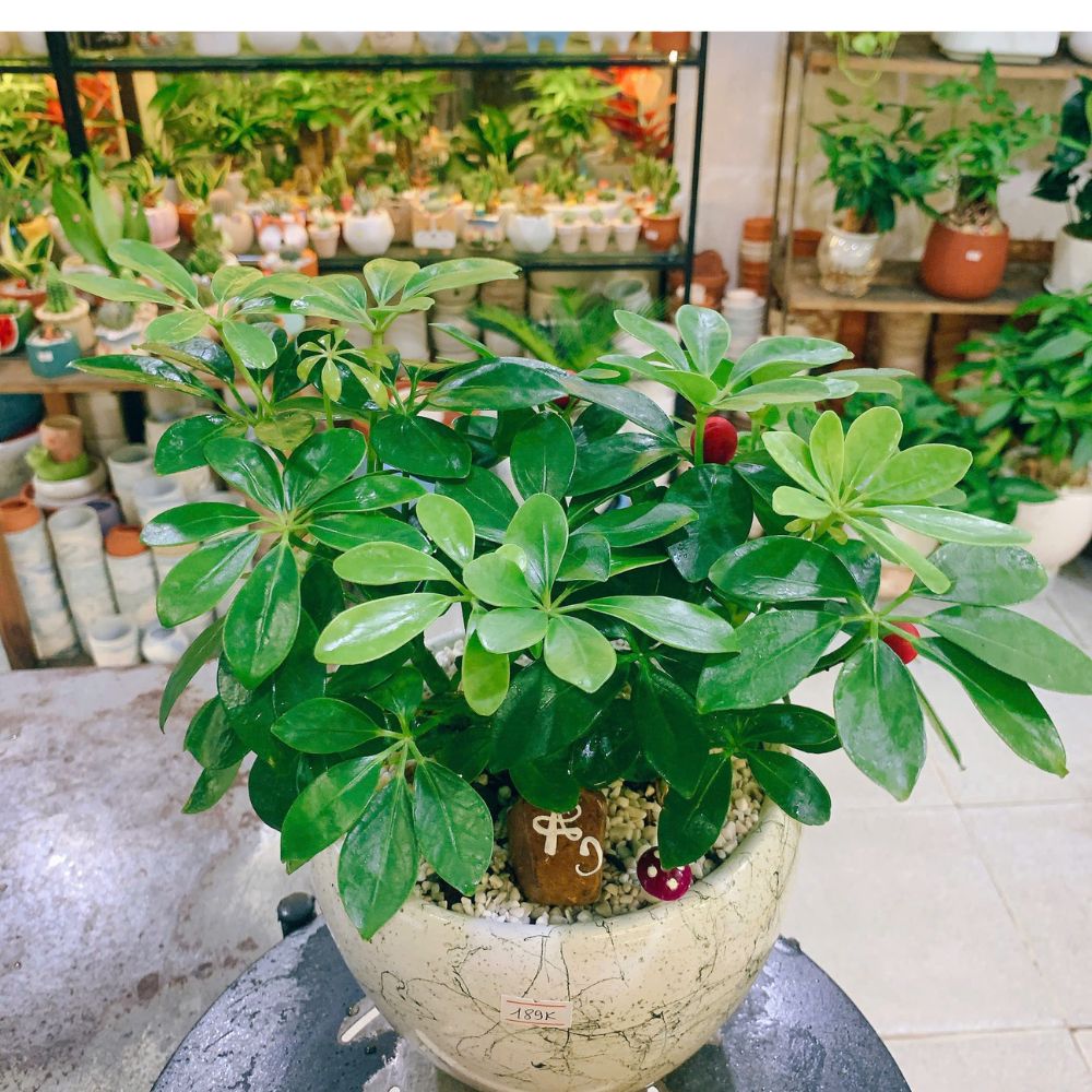 Điểm Bán Cây Uy Tín, Cây Đẹp Ở Bình Thạnh