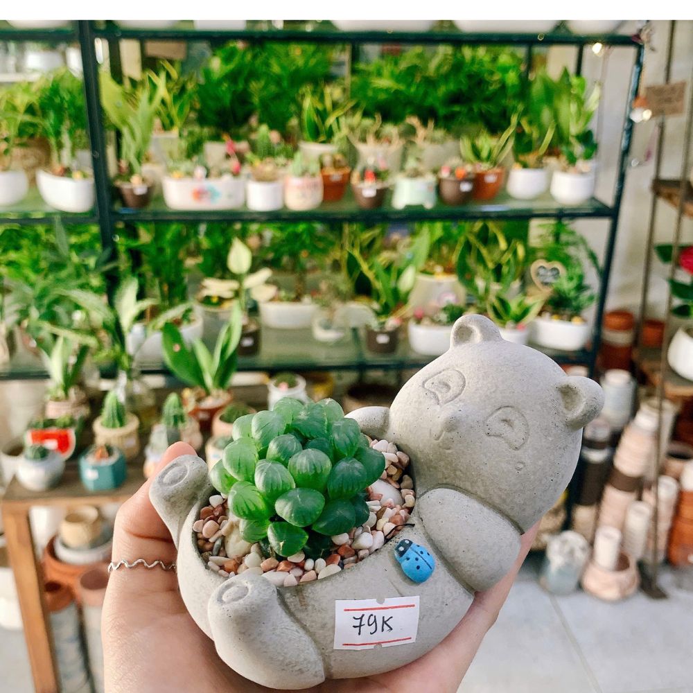 Vì Sao Nên Chọn Cây Xanh Làm Quà Tặng Cho Các Dịp Lễ Trong Năm