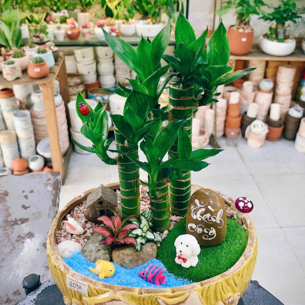 Vì Sao Nên Chọn Cây Xanh Làm Quà Tặng Cho Các Dịp Lễ Trong Năm