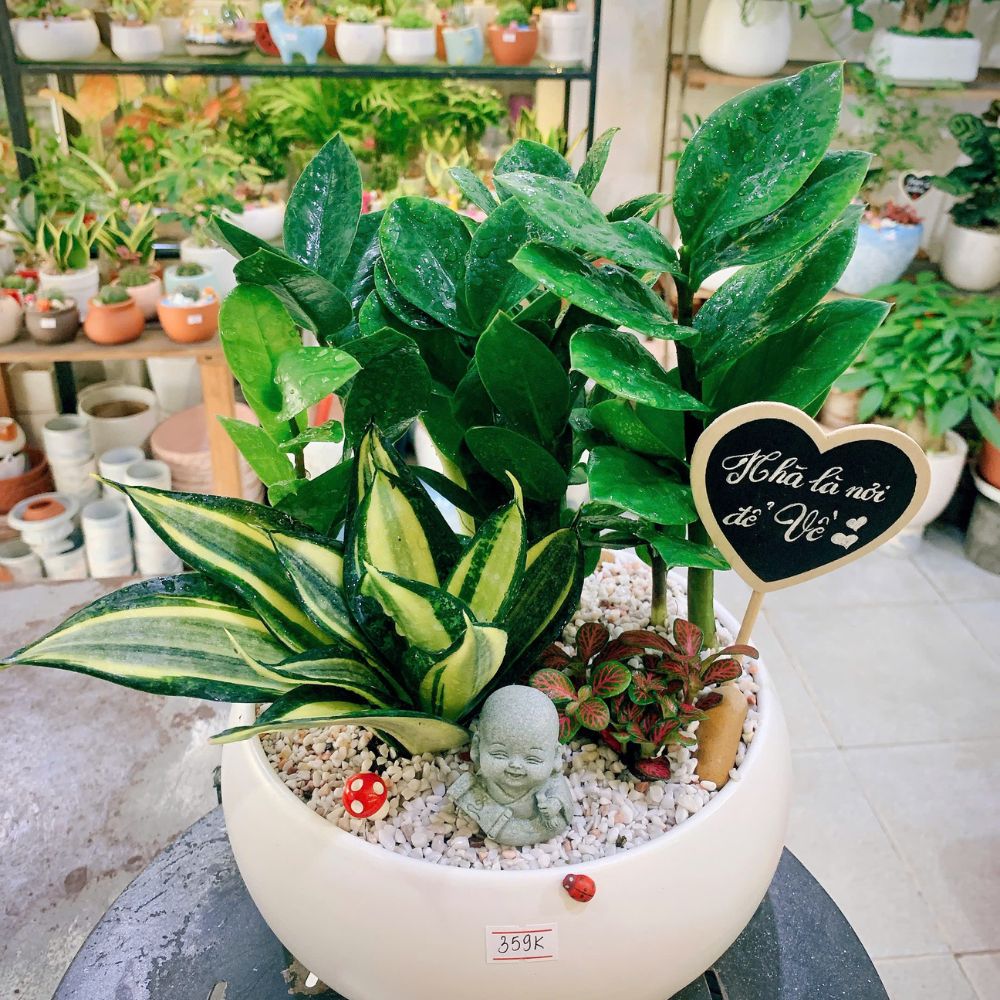 Những shop bán cây đẹp ở HCM - Bình Thạnh Gợi ý tuyệt vời cho dân văn phòng yêu thiên nhiên