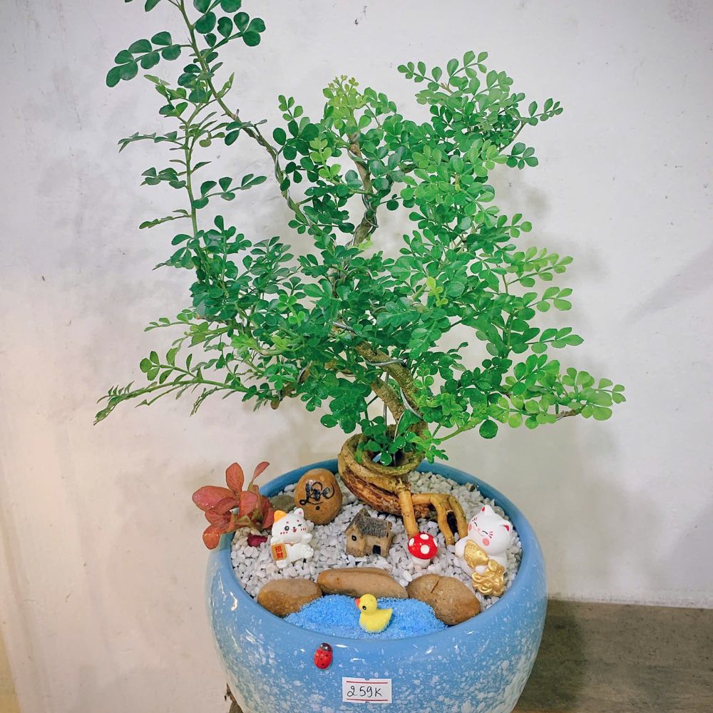 Những shop bán cây đẹp ở HCM - Bình Thạnh Gợi ý tuyệt vời cho dân văn phòng yêu thiên nhiên