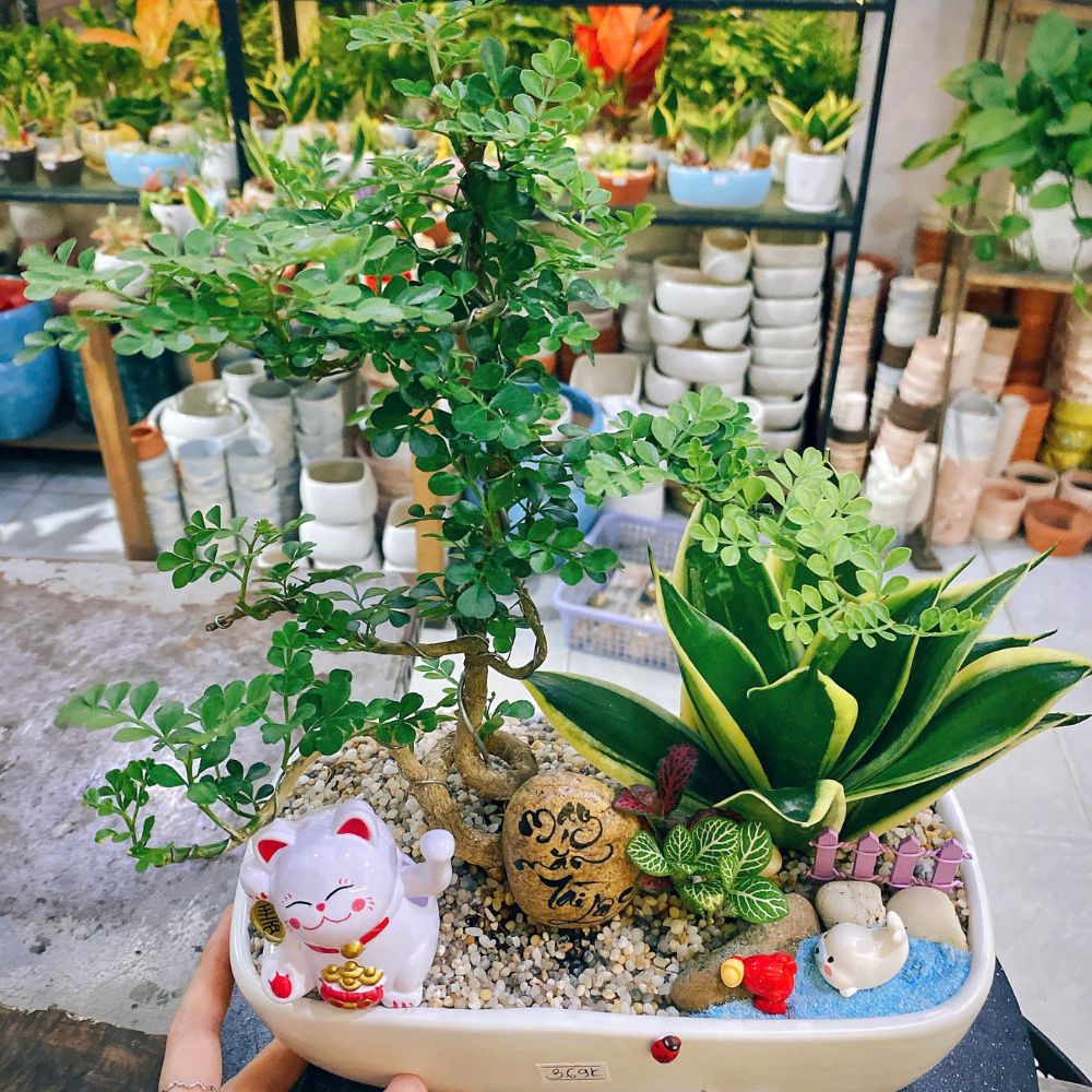 Cây xanh – Món quà nhỏ, ý nghĩa to cho bàn làm việc