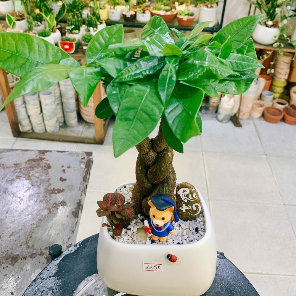 Khám phá các mẫu cây xanh để bàn đẹp, giá rẻ tại Phố Cây Xanh. Không chỉ trang trí mà còn giúp thanh lọc không khí, tốt cho sức khỏe.