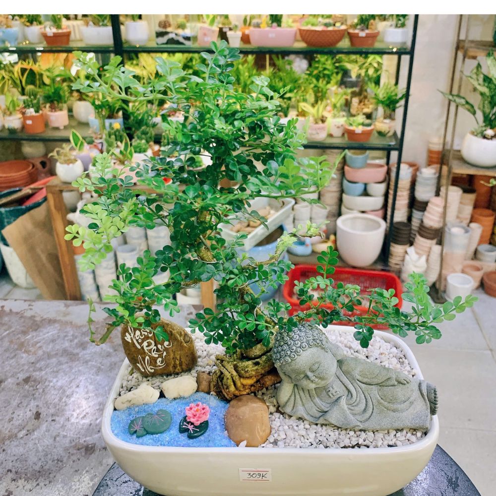 Khám phá các mẫu cây xanh để bàn đẹp, giá rẻ tại Phố Cây Xanh. Không chỉ trang trí mà còn giúp thanh lọc không khí, tốt cho sức khỏe.