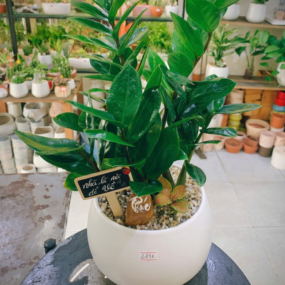 Khám phá các mẫu cây xanh để bàn đẹp, giá rẻ tại Phố Cây Xanh. Không chỉ trang trí mà còn giúp thanh lọc không khí, tốt cho sức khỏe.