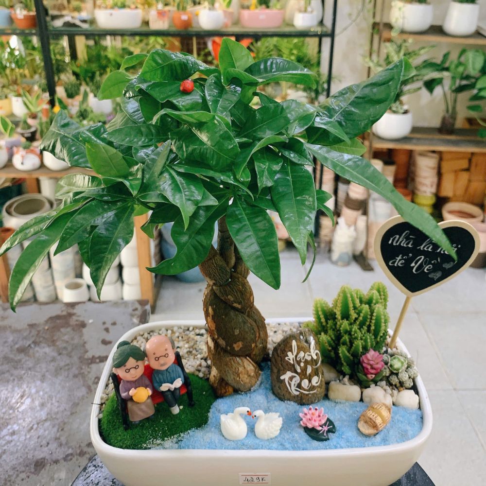 Khám phá các mẫu cây xanh để bàn đẹp, giá rẻ tại Phố Cây Xanh. Không chỉ trang trí mà còn giúp thanh lọc không khí, tốt cho sức khỏe.
