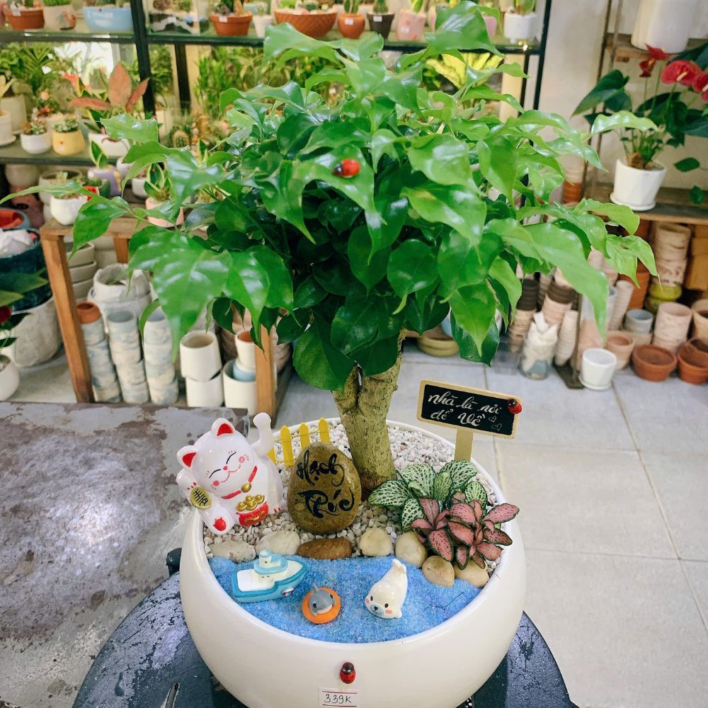Những chậu cây xinh tuyển chọn làm quà tặng tốt nghiệp tại Bình Thạnh