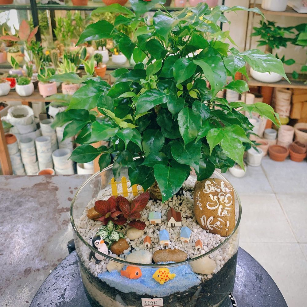 Những chậu cây xinh tuyển chọn làm quà tặng tốt nghiệp tại Bình Thạnh