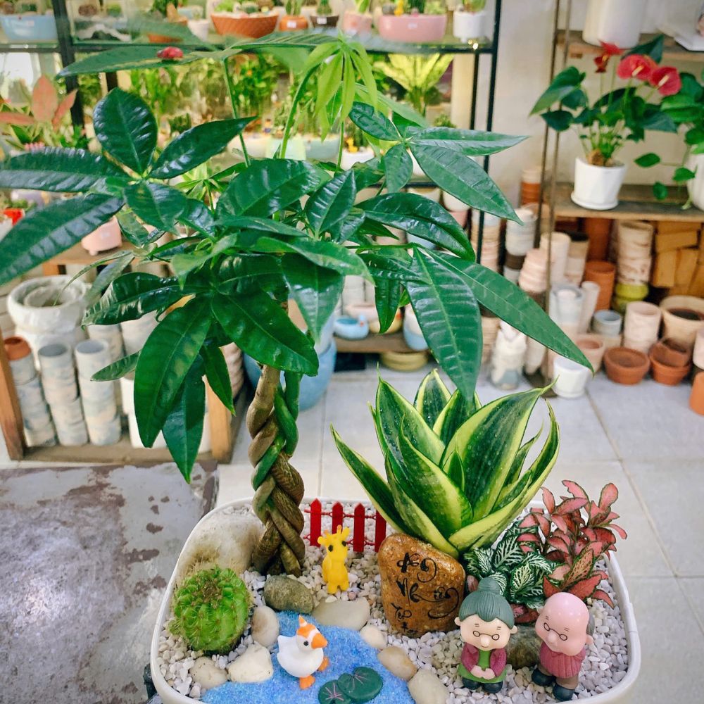 Những chậu cây xinh tuyển chọn làm quà tặng tốt nghiệp tại Bình Thạnh