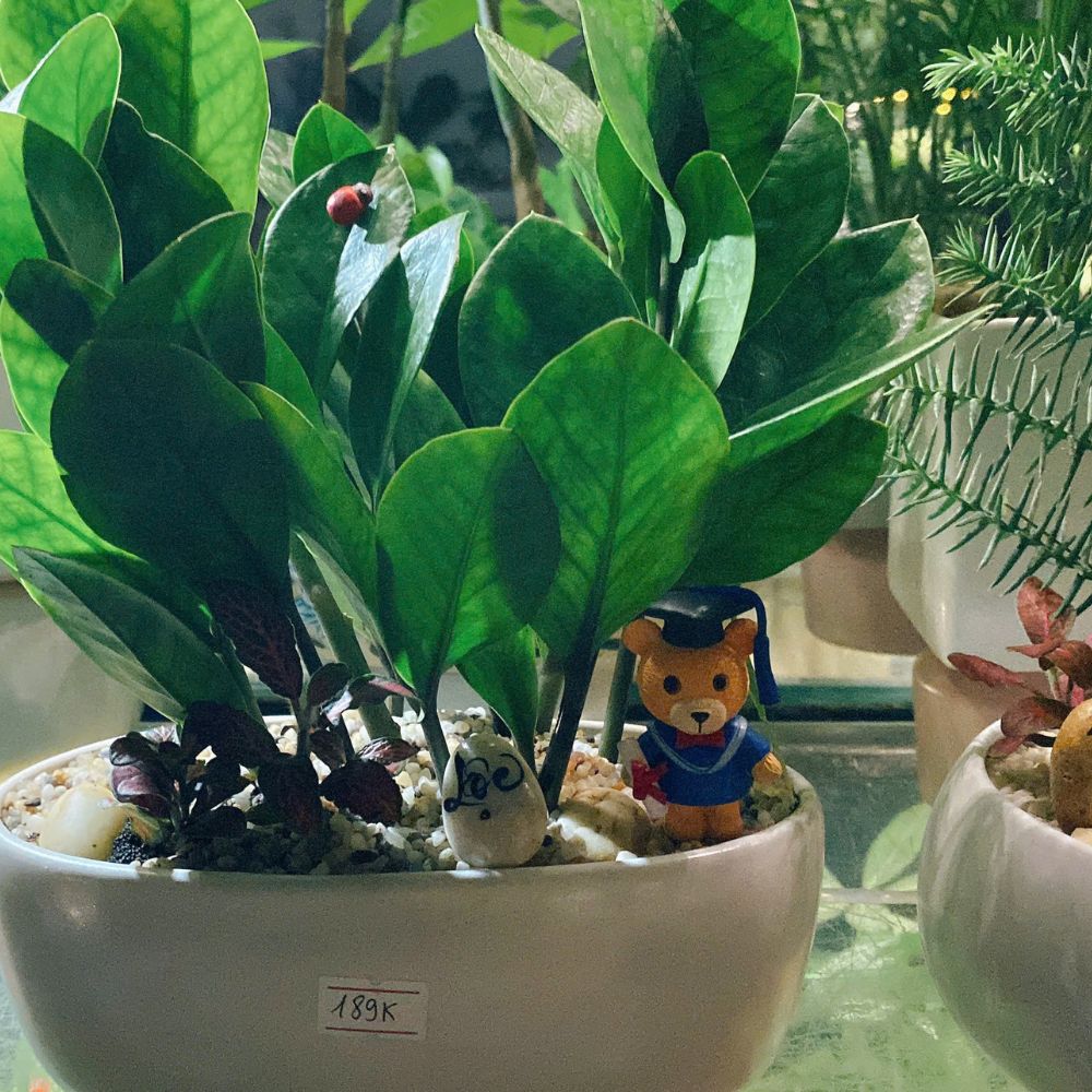 Vì sao cây mini để bàn lại được dân văn phòng yêu thích đến vậy?
