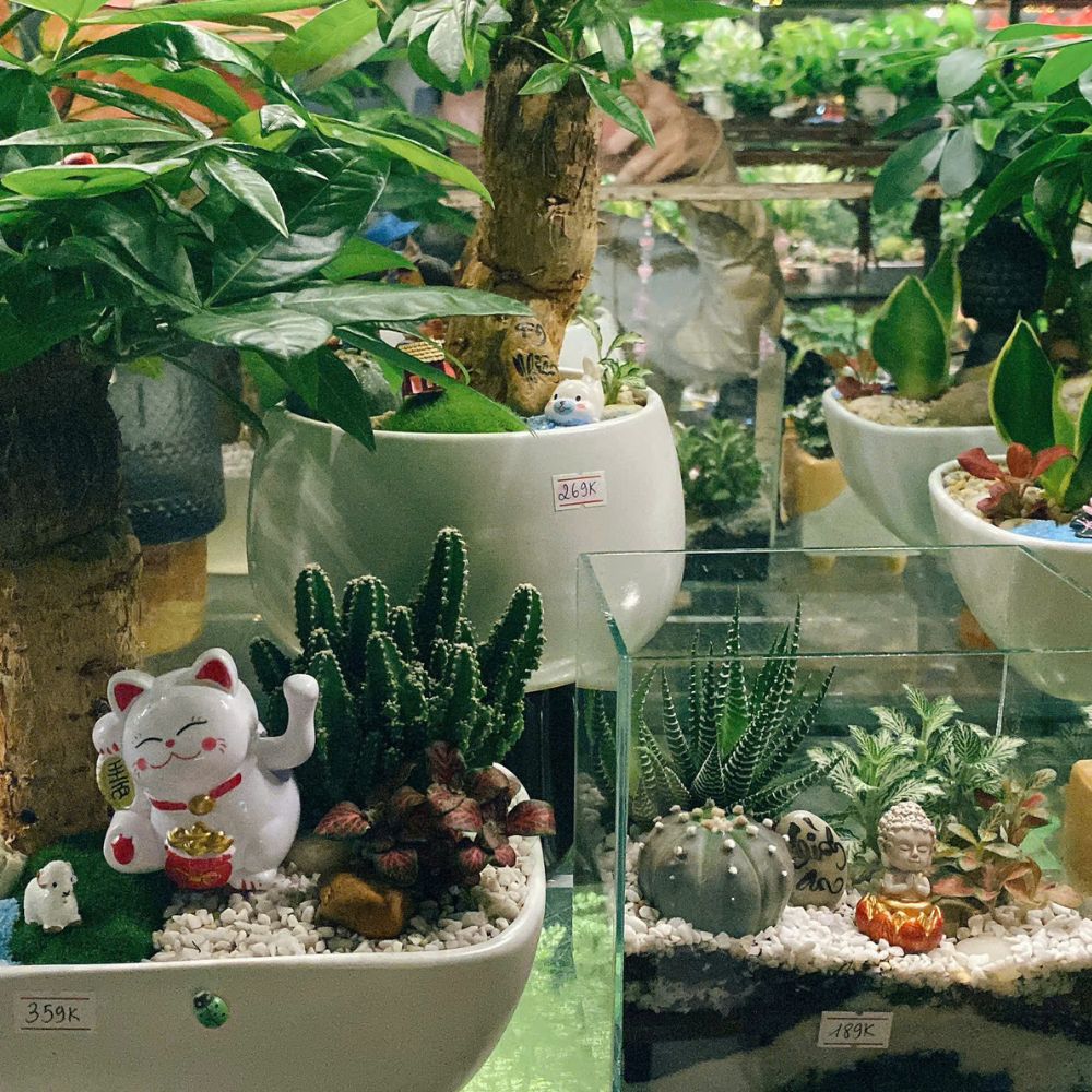 Vì sao cây mini để bàn lại được dân văn phòng yêu thích đến vậy?