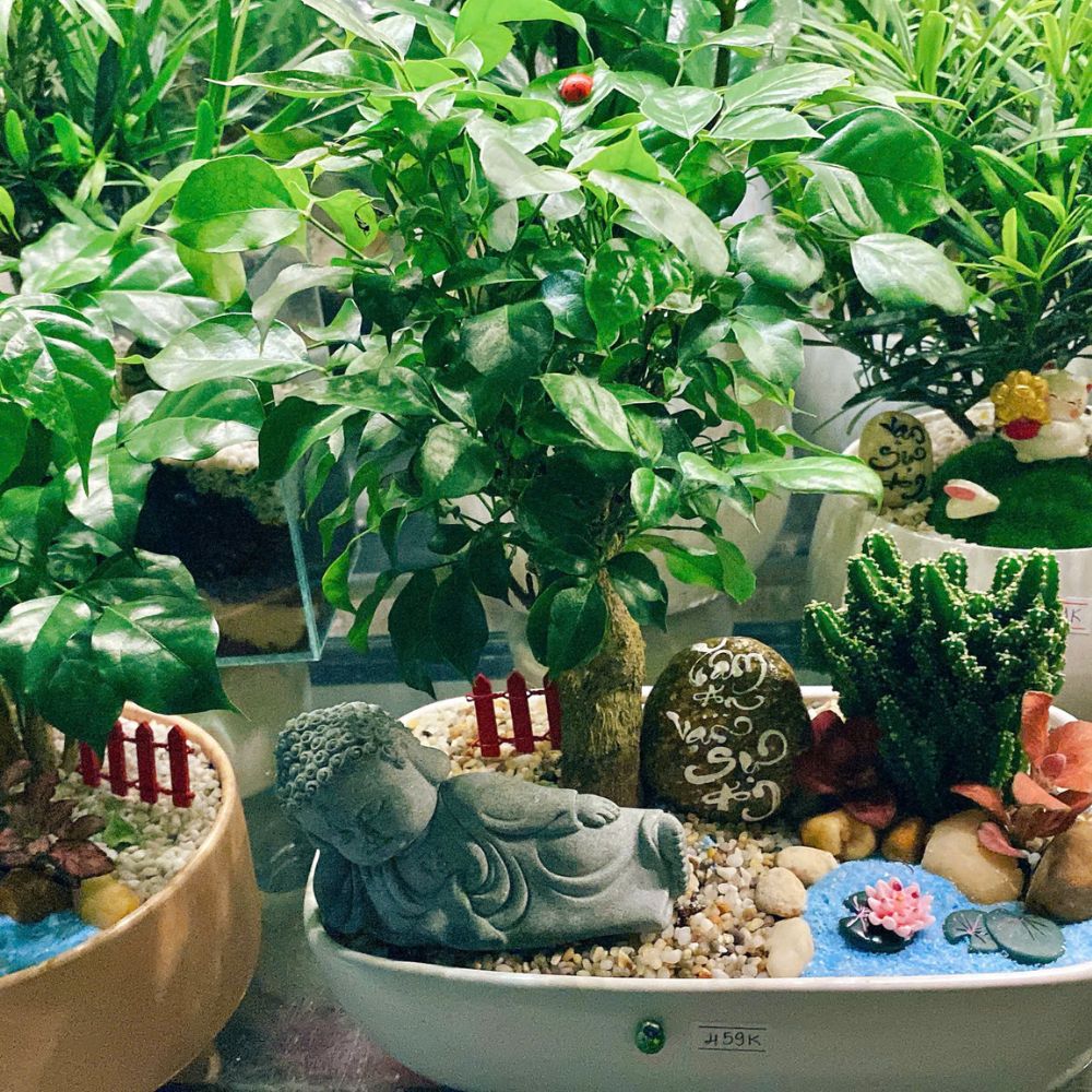 Vì sao cây mini để bàn lại được dân văn phòng yêu thích đến vậy?