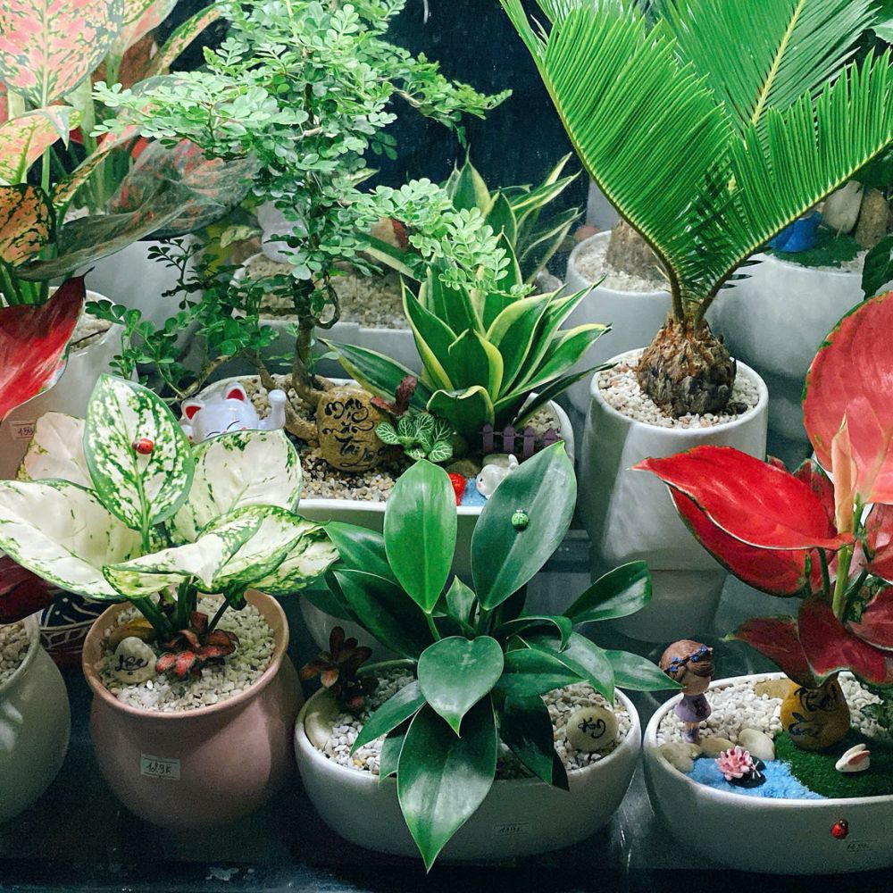 Vì sao cây mini để bàn lại được dân văn phòng yêu thích đến vậy?