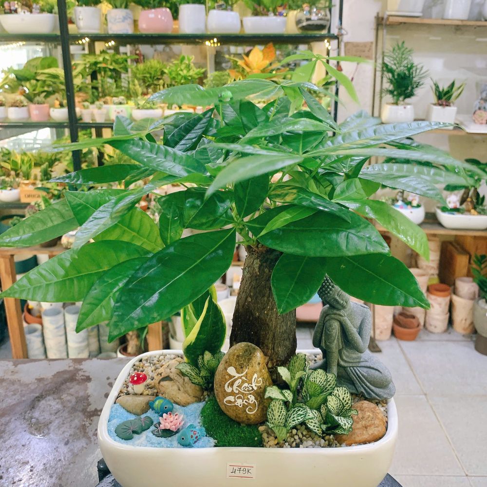 5 Lợi Ích Tuyệt Vời Của Cây Xanh Để Bàn