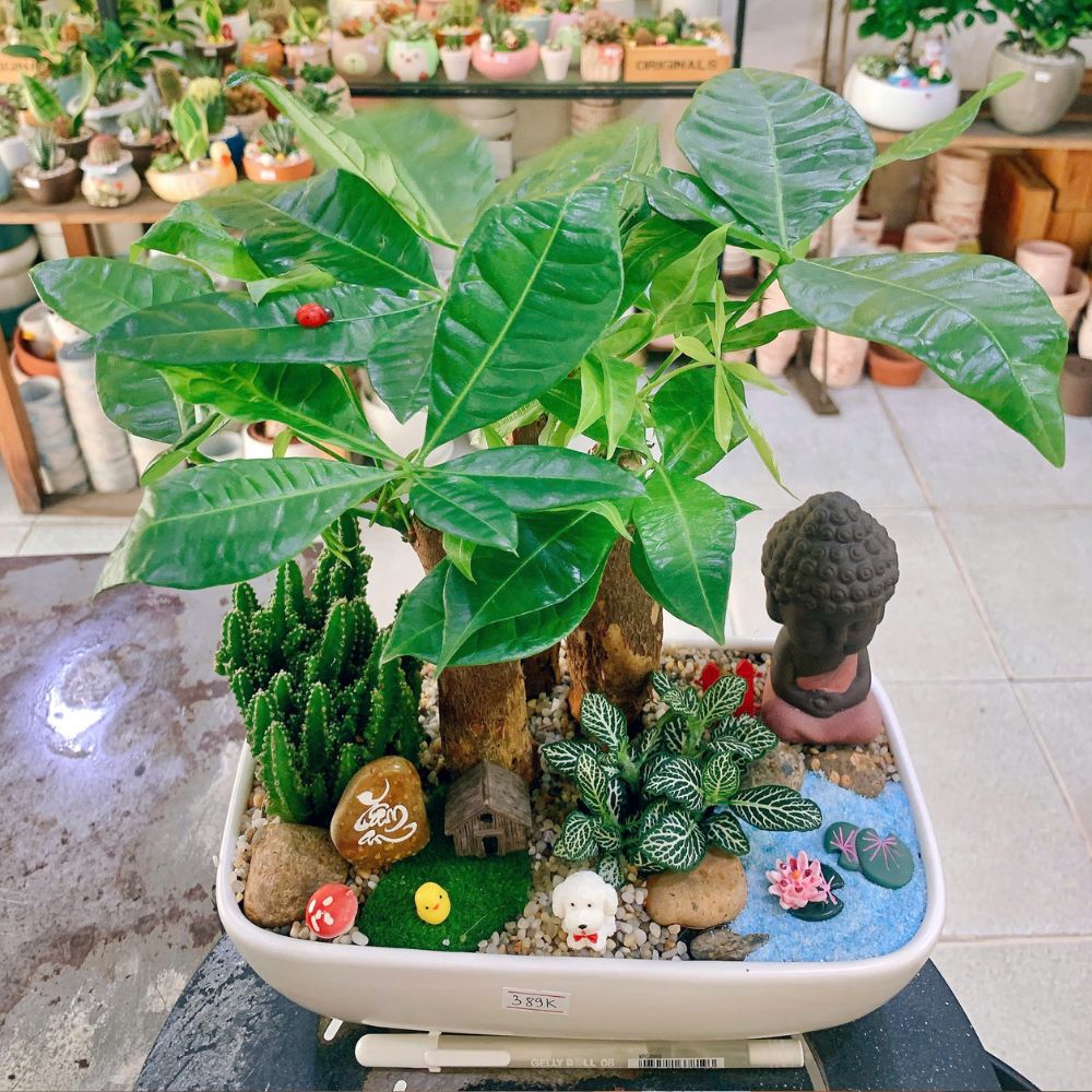 5 Lợi Ích Tuyệt Vời Của Cây Xanh Để Bàn