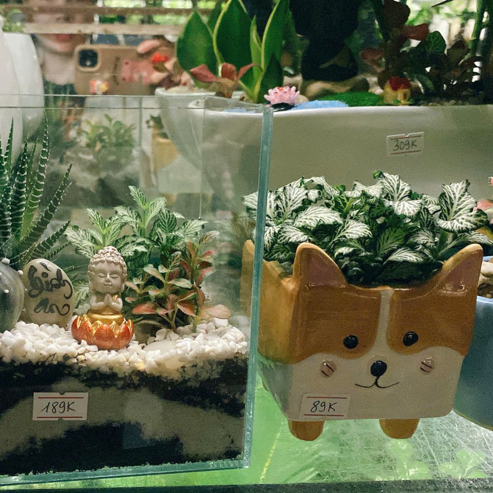 Vì sao cây mini để bàn lại được dân văn phòng yêu thích đến vậy?
