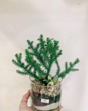Cây Tùng Xương Cá (Tùng Bồng Lai)