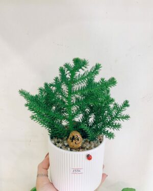 Cây Tùng Xương Cá (Tùng Bồng Lai)
