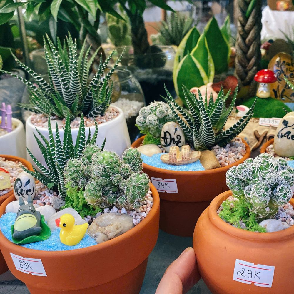 Vì sao xương rồng mini lại là chiến thần phong thủy nơi công sở