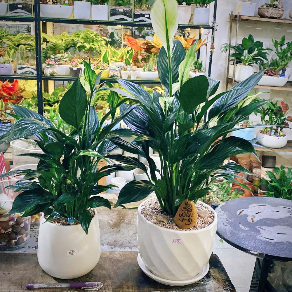Cây Phong Thủy Để Bàn Văn Phòng - Phố Cây Xanh