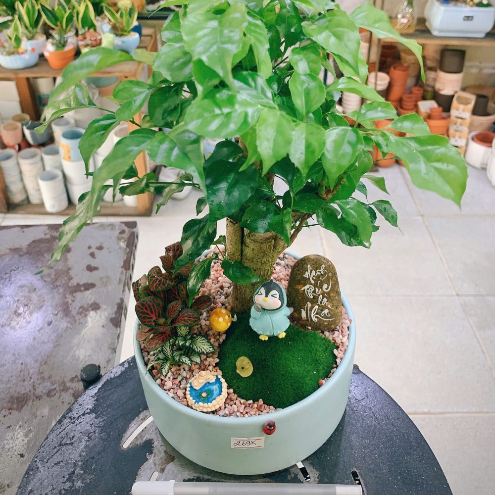 Cây Phong Thủy Để Bàn Văn Phòng - Phố Cây Xanh