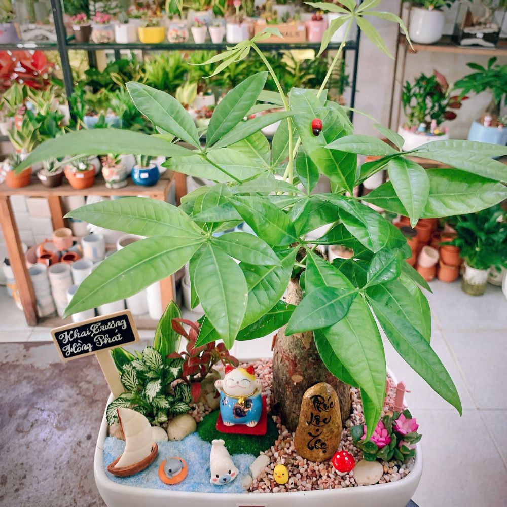 Cây Phong Thủy Để Bàn Văn Phòng - Phố Cây Xanh