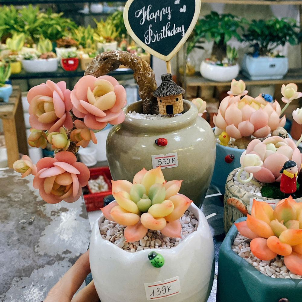 Sen Đá Đất Sét – Mãi Xanh Tươi, Không Lo Chăm Sóc! Sen Đá Đất Sét – Mãi Xanh Tươi, Không Lo Chăm Sóc!