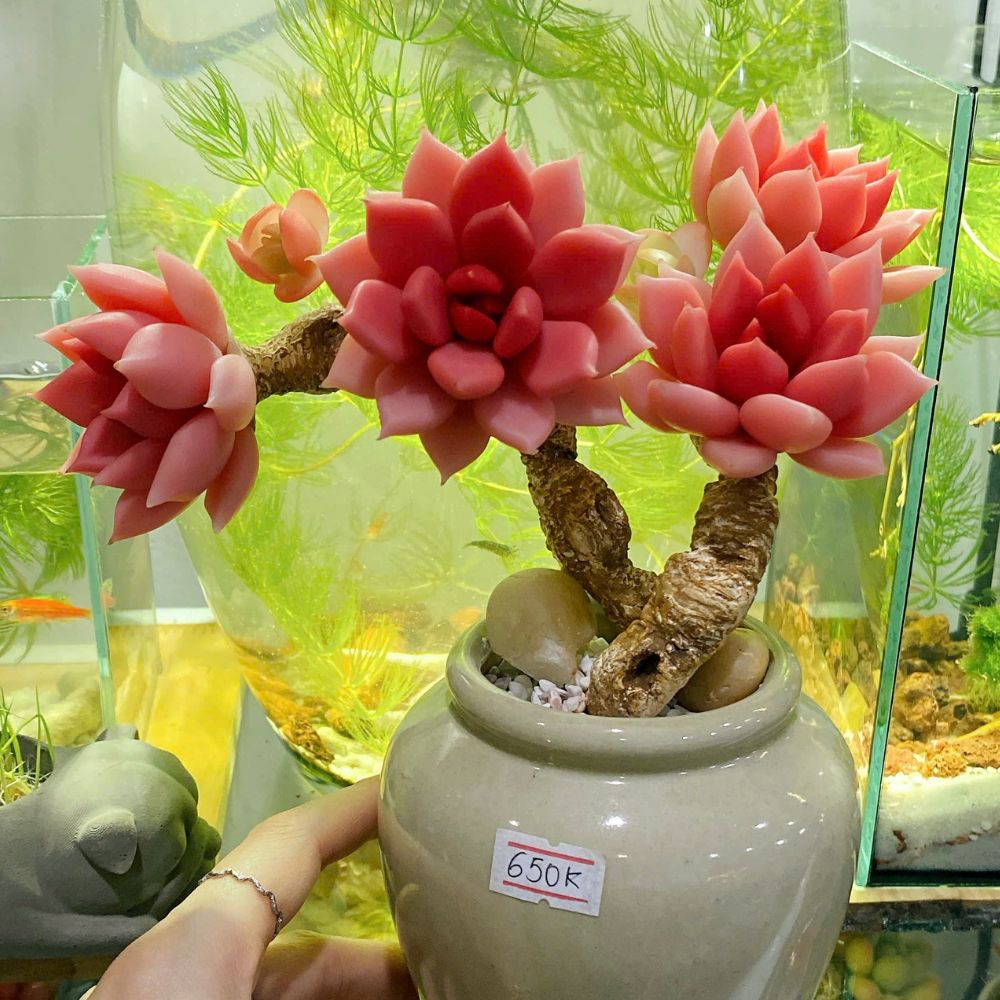Sen Đá Đất Sét – Mãi Xanh Tươi, Không Lo Chăm Sóc! Sen Đá Đất Sét – Mãi Xanh Tươi, Không Lo Chăm Sóc!