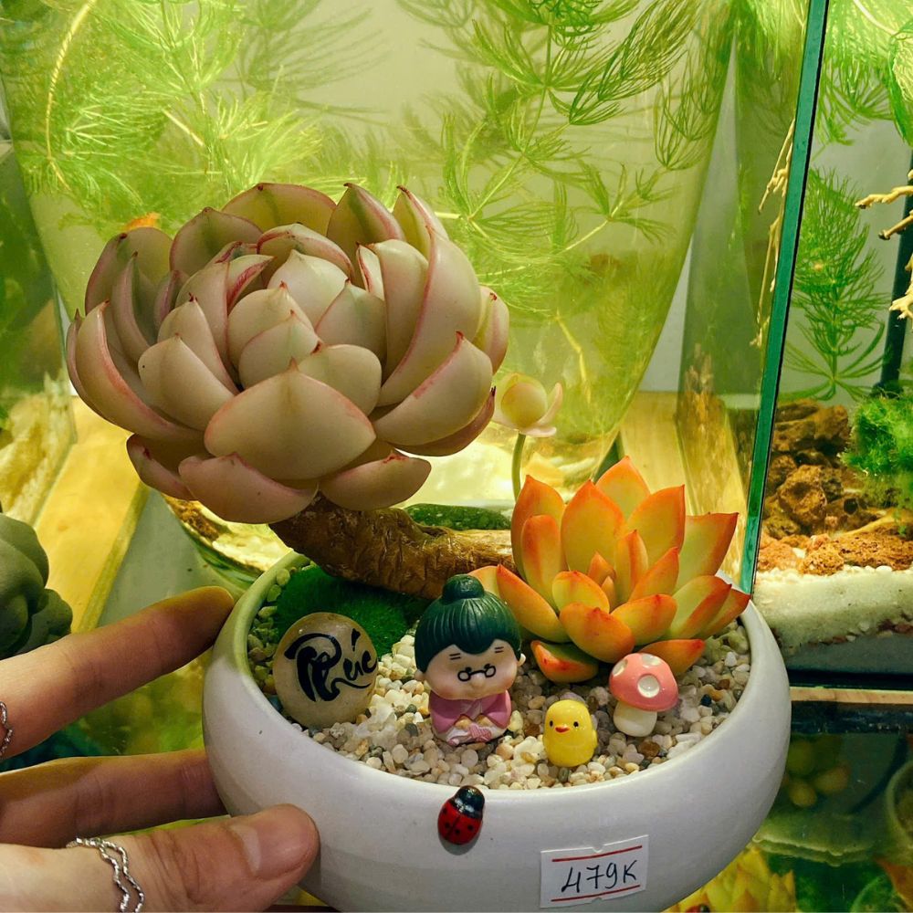 Sen Đá Đất Sét – Mãi Xanh Tươi, Không Lo Chăm Sóc! Sen Đá Đất Sét – Mãi Xanh Tươi, Không Lo Chăm Sóc!