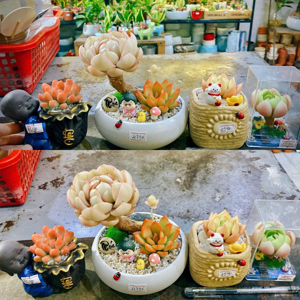 Sen Đá Đất Sét – Mãi Xanh Tươi, Không Lo Chăm Sóc! Sen Đá Đất Sét – Mãi Xanh Tươi, Không Lo Chăm Sóc!