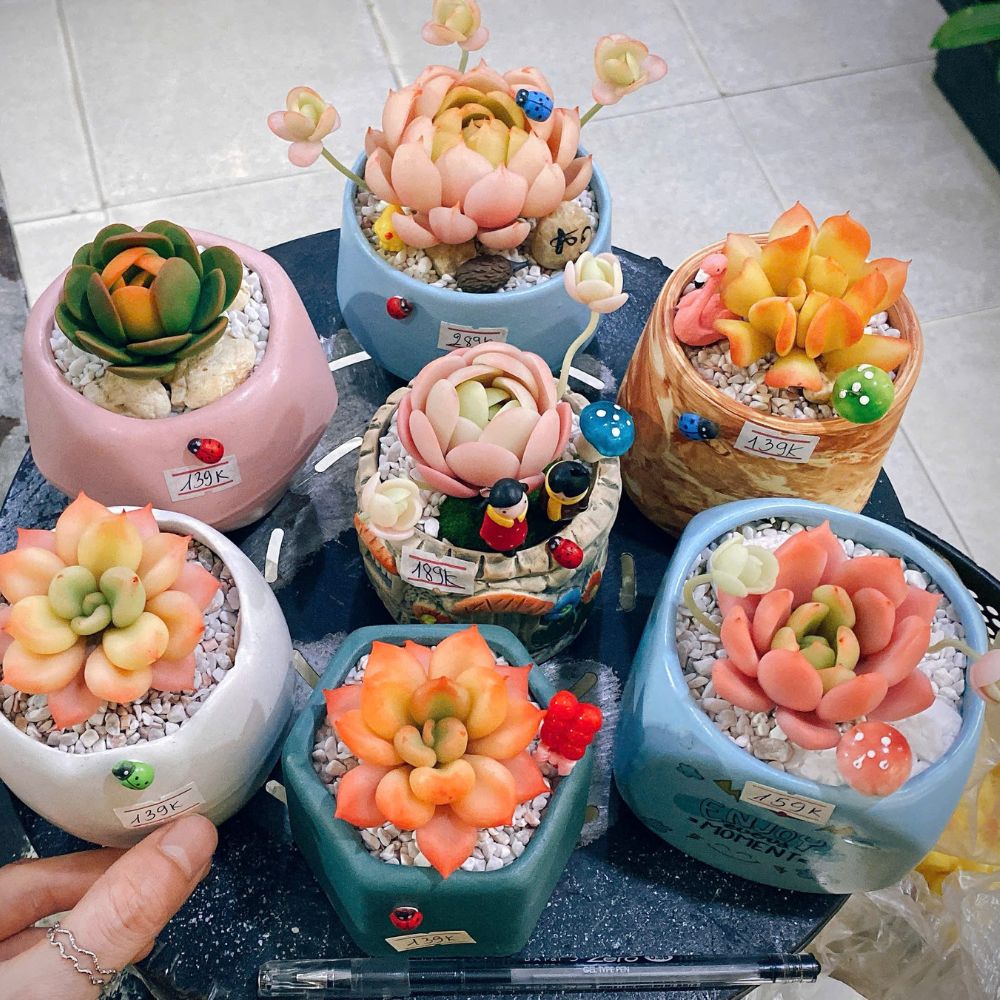 Sen Đá Đất Sét – Mãi Xanh Tươi, Không Lo Chăm Sóc! Sen Đá Đất Sét – Mãi Xanh Tươi, Không Lo Chăm Sóc!