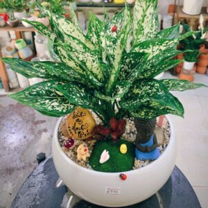 Tặng cây xanh 20/11 thay lời tri ân sâu sắc đến thầy cô. Món quà nhỏ xinh, ý nghĩa.