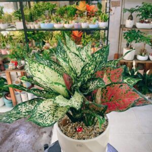 Tặng cây xanh 20/11 thay lời tri ân sâu sắc đến thầy cô. Món quà nhỏ xinh, ý nghĩa.