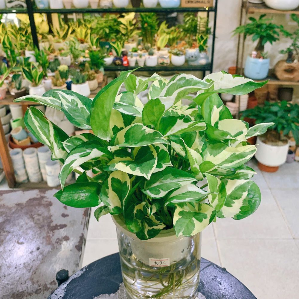 Top 5 Cây Xanh Lý Tưởng Cho Phòng Ngủ Tại TPHCM
