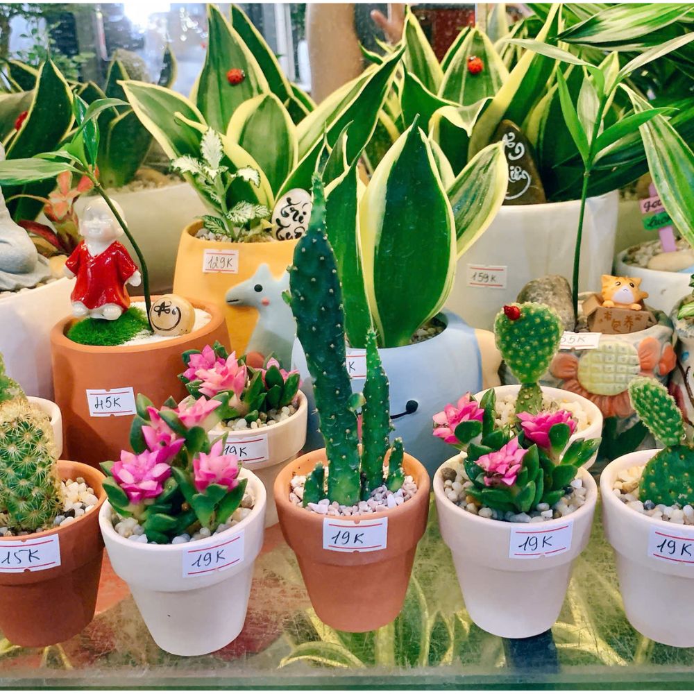 Phố Cây Xanh – Nơi chọn cây bền cho không gian bền